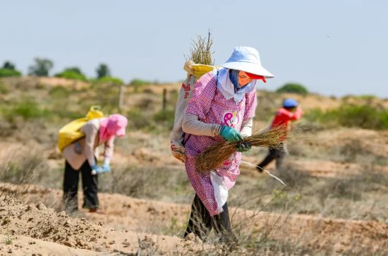 治沙人員在毛烏素沙漠栽種檸條。（王正 攝）.webp